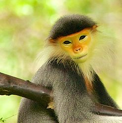 247px-douc_langur_ (13945311692) .jpg