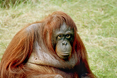 375px-Orangutan-bornean.jpg