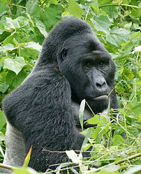 202px-Gorillas_in_Uganda-1,_by_Fiver_Löcker.jpg