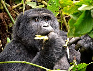 324px-Mountain_Gorilla,_Bwindi,_Uganda_(15453706611).jpg