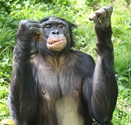 262px-Bonobo3_CincinnatiZoo.jpg