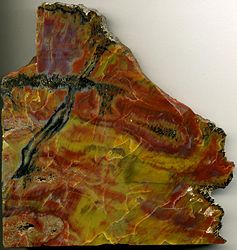 Foto de una gran rebanada de madera fosilizada hace mucho tiempo convertida en piedra coloramente modelada de color marrón rojizo y amarillo-verde.