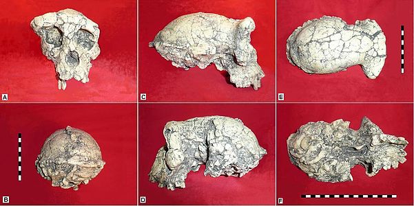 Seis vistas del cráneo fósil de Sahelanthropus_tchadensis al que le falta la mandíbula inferior, la mayoría de los dientes superiores y el hueso de la mejilla derecha.