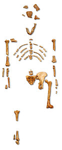 Reconstruction of the fossil skeleton of Lucy consisting of a hip bone, upper leg bone, and smaller bone fragments.
