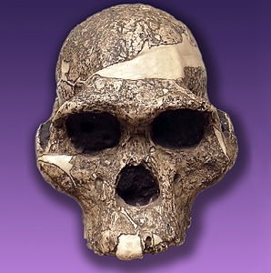 Foto de frente de cráneo fósil de Australopithecus_Africanus (Mrs._Pless) mostrando huesos faciales completos pero faltando mandíbula inferior.