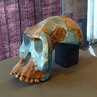 Photo of fossil skull of Australopithecus garhi which consists mostly of a reconstruction from upper jaw and skull fragments.