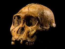 Three-fourths frontal view of fossil skull of Australopithecus sediba which is a nearly complete skull but missing lower jaw. 