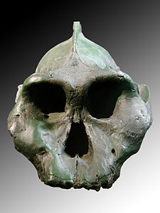 Fossil skull of Paranthropus aethiopicus showing the face with heavy brow ridges but hard to tell how much is reconstructed.