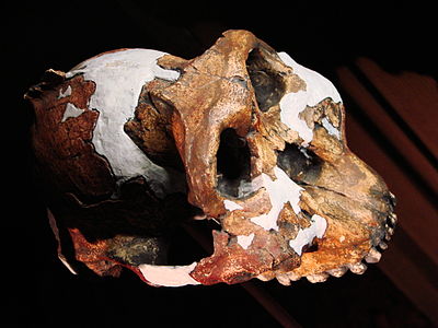 Vista lateral del cráneo fósil alargado posteriormente de Paranthropus boisei con alguna reconstrucción de huesos craneales y faciales.