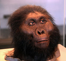 Life-like head model of adult male Paranthropus boisei with gorilla-like nose and rounded hairless face surrounded by hair.