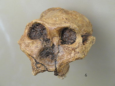 Front view of fossil skull of Australopithecus robustus which is worn in the facial area and is missing lower jaw and all teeth.
