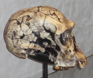 Lateral view of fossil skull of Homo habilis, almost completely reconstructed from skull fragments but missing lower jaw.