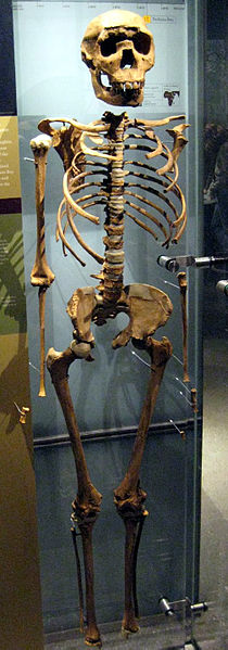 Photo of front view of nearly full fossil skeleton of Turkana Boy held upright in a standing position in a glass display cabinet.
