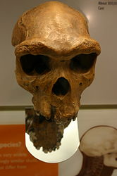 Front view of nearly complete fossil skull of Homo heidelbergensis with heavy brow ridges but which lacks the lower jaw.