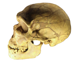 Photo showing left side view of nearly complete fossil skull of Homo neanderthalensis including complete lower jaw.