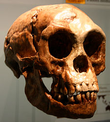 Vista frontal derecha de tres cuartos del cráneo fósil completo de Homo floresiensis incluyendo la mandíbula inferior completa.