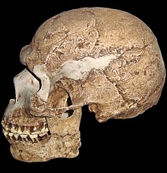 Photo of left side of nearly complete fossil Homo sapiens skull.  See text.