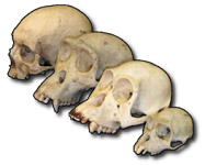 1: Introduction to Paleoanthropology