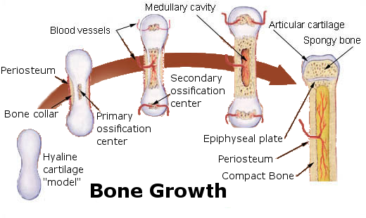 Bone_growth.png