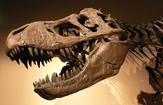 4: Paleontology