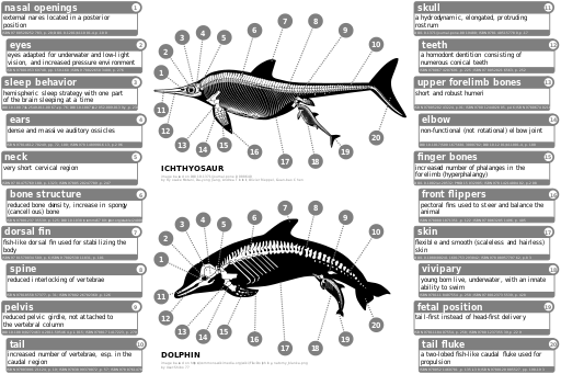 Ichthyosaur_vs_dolphin.svg.png
