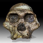 6: Paleoanthropology