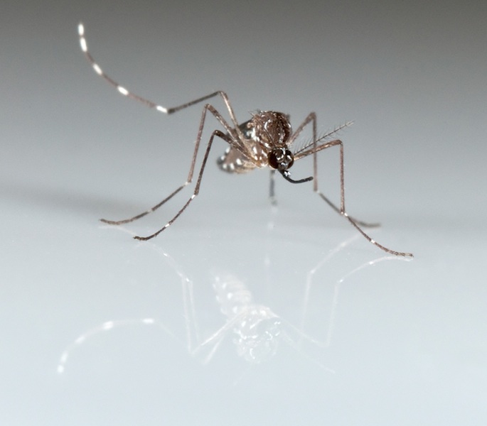 Aedes_aegypti.jpg