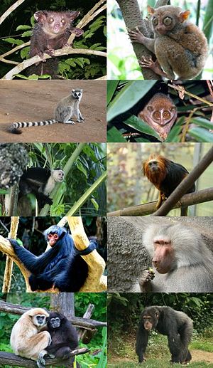 300px-Primates_-_some_families.jpg
