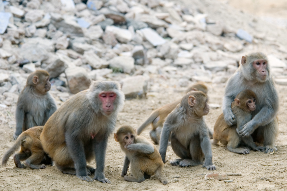 Un groupe familial de singes rhésus, composé de deux adultes et de plusieurs juvéniles, est représenté assis et se toilettant les uns les autres sur un sol rocheux.