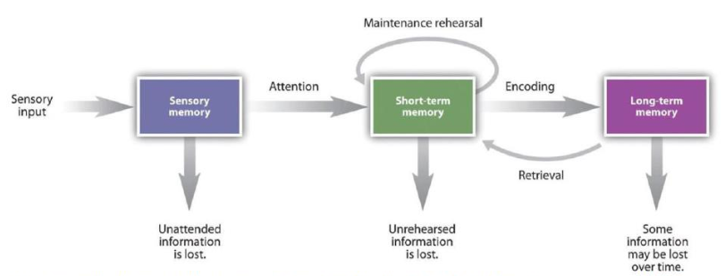 With sensory input comes the first stage of sensory memory where unattended information is lost. With attention comes the second stage of short-term memory, where maintenance rehearsal happens and unrehearsed information is lost. With encoding comes the third stage of long-term memory, where information is retrieved from short-term memory, and some information may be lost over time.