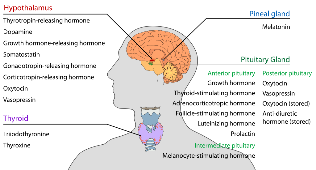 Figure showing parts of the hypothalamus, thyroid, pineal gland, and pituitary gland.