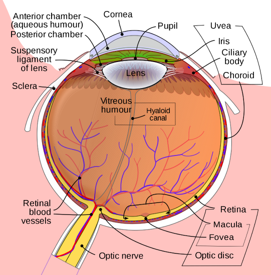 2000px-Schematic_diagram_of_the_human_eye_en.svg.png