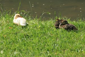 White duck and brown ducks nesting on the grass