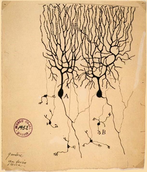 ian old drawing depicting a crude version of neural connections 