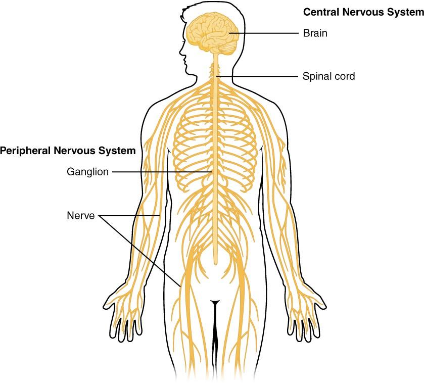 Este diagrama muestra una silueta de un humano resaltando el sistema nervioso. El sistema nervioso central está compuesto por el cerebro y la médula espinal. El cerebro es una gran masa de tejido estriado y estriado dentro de la cabeza. La médula espinal se extiende hacia abajo desde el cerebro y viaja a través del torso, terminando en la pelvis. Pares de tejido nervioso agrandado, ganglios etiquetados, flanquean la médula espinal a medida que viaja a través del área de la costilla. Los ganglios forman parte del sistema nervioso periférico, junto con los muchos nervios filiformes que irradian desde la médula espinal y los ganglios a través de los brazos, el abdomen y las piernas.