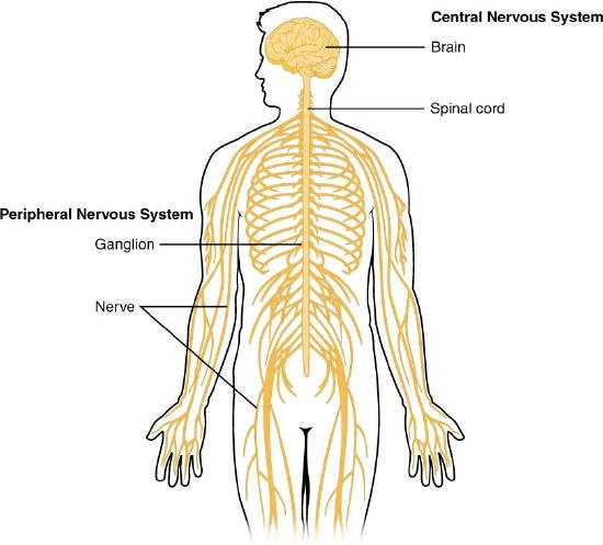 This diagram shows a silhouette of a human highlighting the nervous system. The central nervous system is composed of the brain and spinal cord. The brain is a large mass of ridged and striated tissue within the head. The spinal cord extends down from the brain and travels through the torso, ending in the pelvis. Pairs of enlarged nervous tissue, labeled ganglia, flank the spinal cord as it travels through the rib area. The ganglia are part of the peripheral nervous system, along with the many thread-like nerves that radiate from the spinal cord and ganglia through the arms, abdomen and legs.