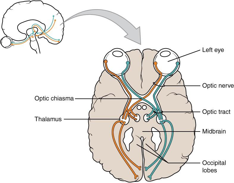 Esta ilustración muestra una vista superior de una sección transversal del cerebro. El lado anterior del cerebro se encuentra en la parte superior del diagrama con los dos ojos claramente visibles. Cada ojo contiene un tracto nervioso izquierdo y un tracto nervioso derecho. En el ojo izquierdo, el tracto nervioso izquierdo viaja directamente de regreso al lado derecho del tálamo. Después entra en el lóbulo occipital izquierdo. Por el contrario, el tracto nervioso derecho cruza hacia el lado derecho del cerebro a través del quiasma óptico. Viaja por el lado derecho del tálamo y entra en el lóbulo occipital derecho. En el ojo derecho, lo contrario es cierto. El tracto nervioso izquierdo cruza hacia el lado izquierdo del cerebro en el quiasma óptico, viajando hacia el lado izquierdo del tálamo y el lado izquierdo del lóbulo occipital. Sin embargo, el tracto nervioso derecho conduce directamente hacia el lado derecho del tálamo y el lóbulo occipital derecho. Por lo tanto, el quiasma óptico es donde el tracto nervioso derecho del ojo derecho cruza sobre el tracto nervioso izquierdo desde el ojo izquierdo.