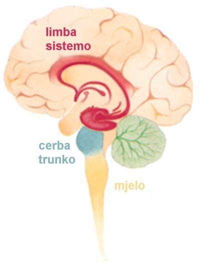 Imagen que representa el tronco cerebral y la médula espinal del sistema límbico