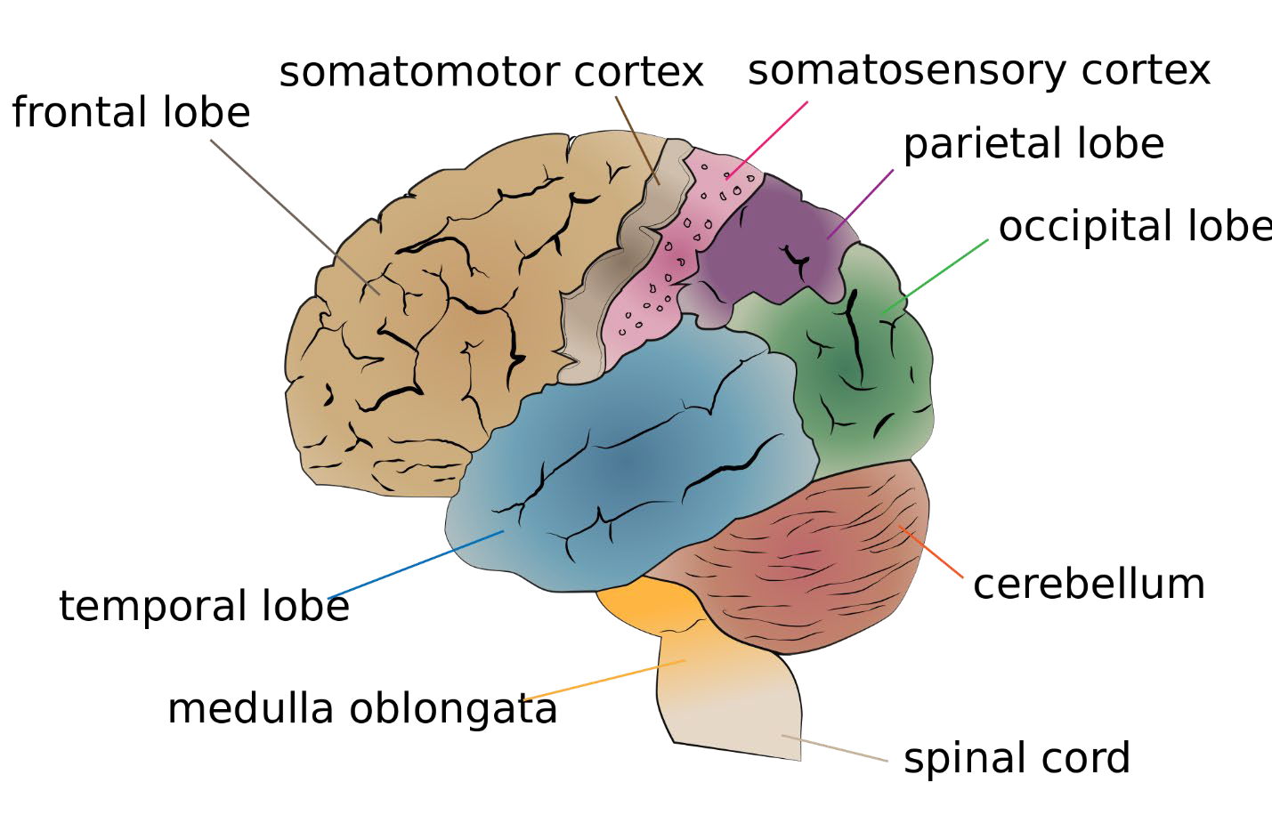 imagen que representa los 4 lóbulos del cerebro