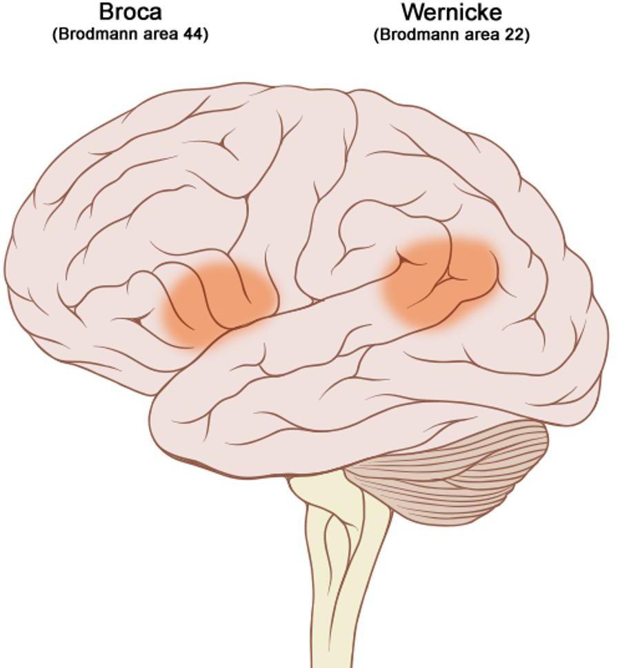 The locations of Broca’s and Wernicke’s areas in the brain