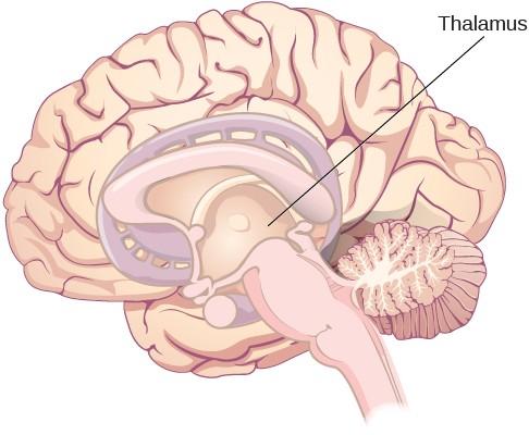 An illustration shows the location of the thalamus in the brain.