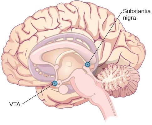 An illustration shows the location of the substantia negra and VTA in the brain.