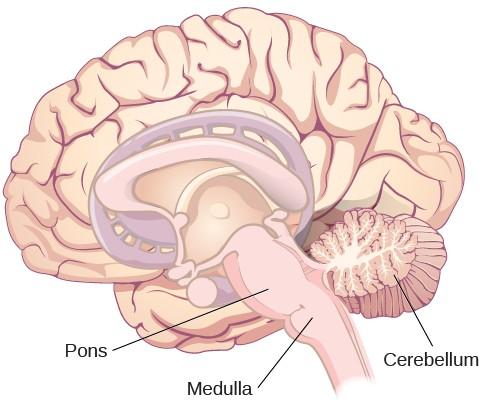Una ilustración muestra la ubicación de los pones, la médula y el cerebelo.