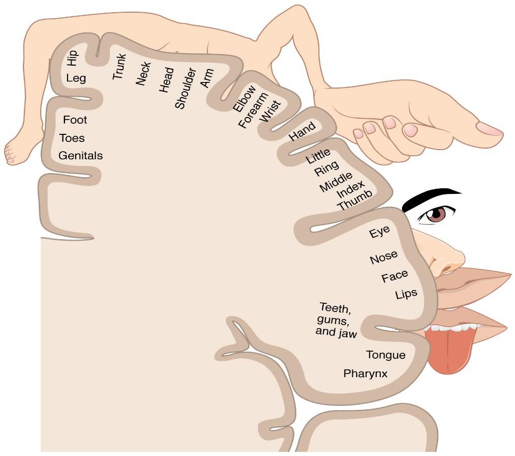 Esta imagen muestra las áreas del cerebro que controlan y responden a los diferentes sentidos.