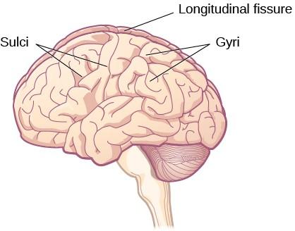 An illustration of the brain’s exterior surface shows the ridges and depressions, and the deep fissure that runs through the center.