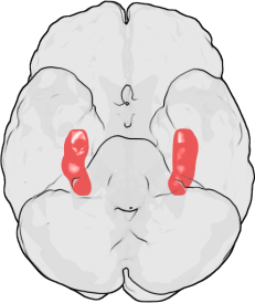 imagen del cerebro que representa el hipocampo