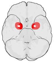 imagen del cerebro resaltando la amígdala