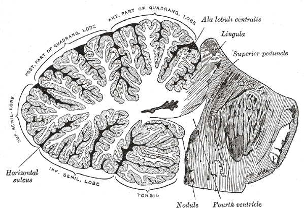 A vertical cross-section of the human cerebellum, showing the folding pattern of the cortex, and interior structures.