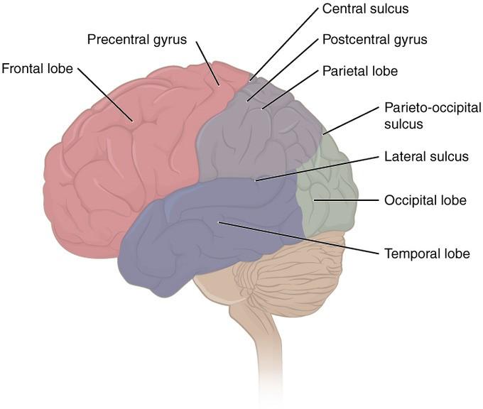 imagen que representa los lóbulos de la corteza cerebral El lóbulo temporal es importante para la memoria sensorial, mientras que el lóbulo frontal se asocia con la memoria tanto a corto como a largo plazo.