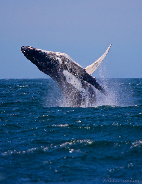 A humpback whale breaching at Jervis Bay